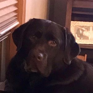 Meet your Posher, Ann